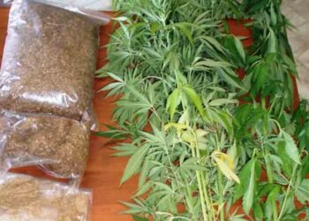 Καλλιεργούσε δενδρύλλια κάνναβης σε δασική περιοχή στα Γρεβενά